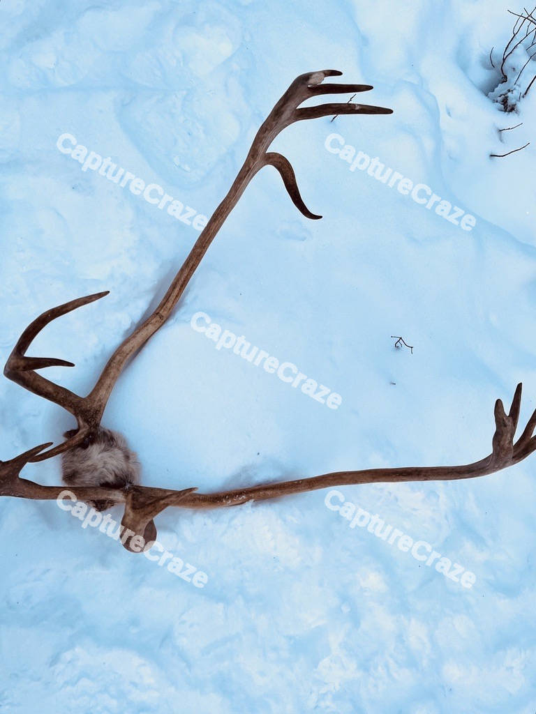Deer Antlers In Snow